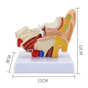 Ciencia tipo anatómico simulación de oído humano modelo de escritorio 1.5X - Product Image 5