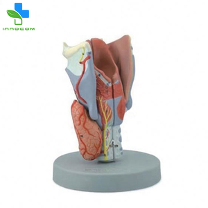 Medical Science <strong>Larynx</strong> Model 5 Parts PVC <strong>Larynx</strong> Anatomical Model Human Magnified <strong>Larynx</strong> Anatomy Model - Product Image 4