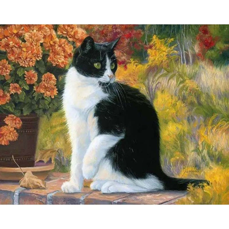 104 chat noir et blanc