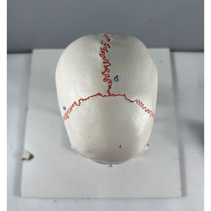 <strong>Human</strong> Skeleton Model 3parts Life Size European and American Style Number White Skull With 7 Cervical Spine Models - Product Image 5