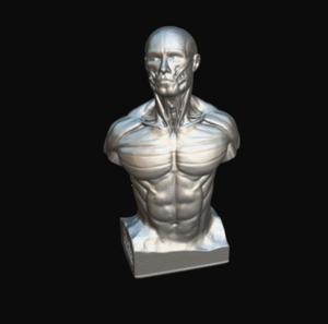 เครื่องสแกน3D Thunk3D สำหรับโมเดลกายวิภาคของมนุษย์เรซิ่นการสแกนที่แม่นยำอย่างรวดเร็วสำหรับกล้ามเนื้อและโครงกระดูก - Product Image 4
