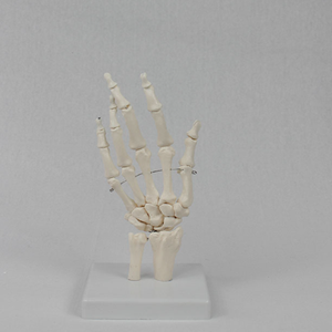 Teaching Medical Science Life-size PVC <strong>Human</strong> Hand Model Anatomical Model Medical Science Anatomical Model - Product Image 2