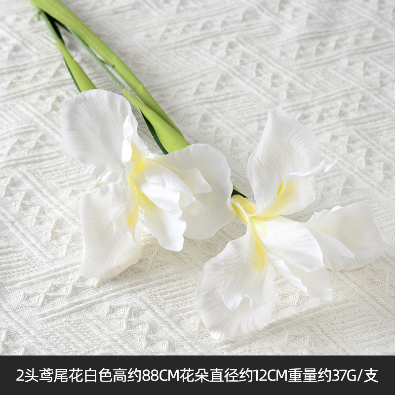 2 iris blanc