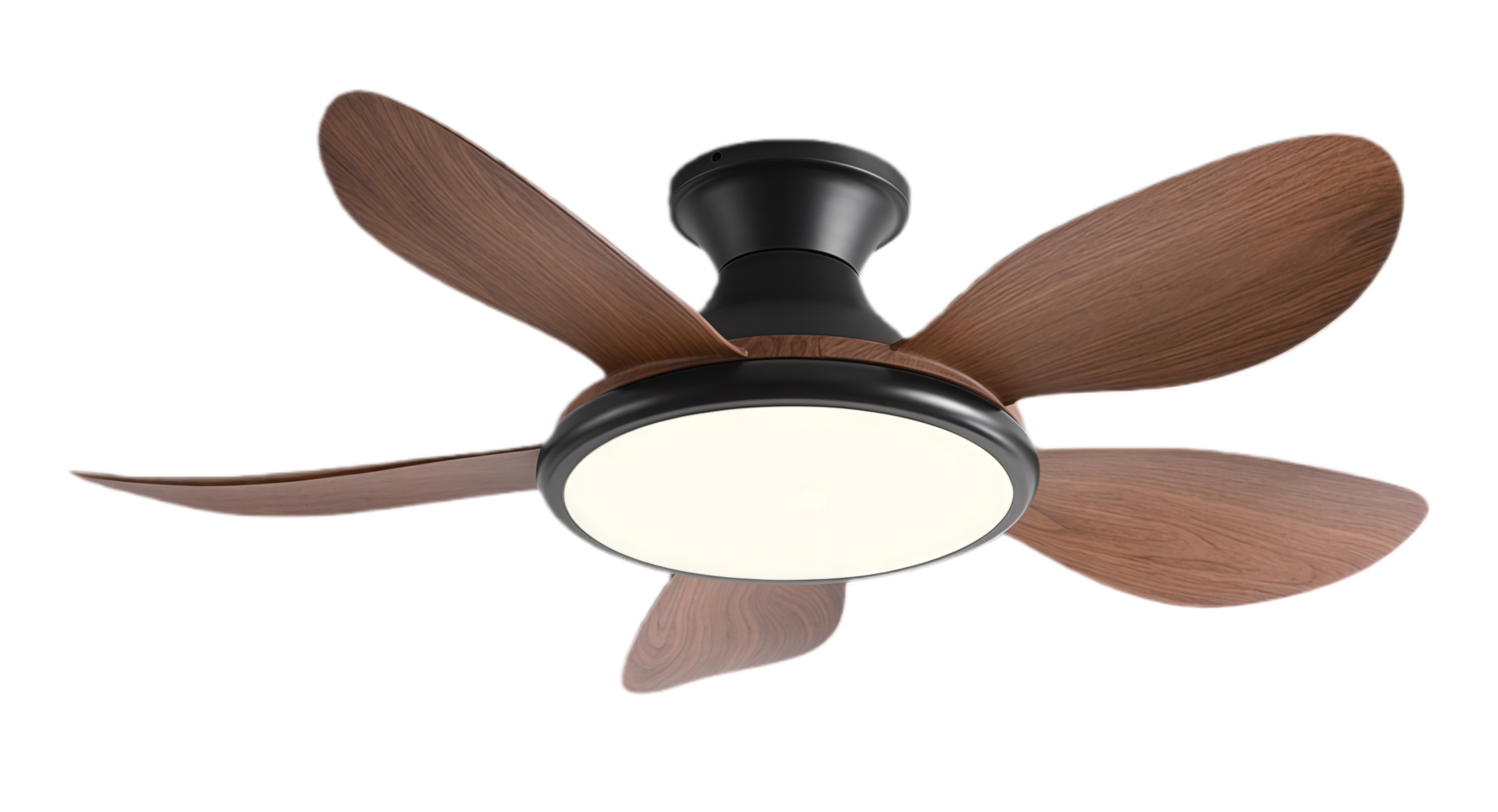 วอลนัทดำ