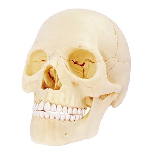 4Dマスターサイエンス工学玩具教育STEM生物学医学図4D人間の爆発した頭蓋骨自然教育セット - Product Image 1