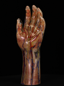ECDH 3D Printing <strong>Human</strong> Structure Model <strong>Human</strong> Hand Muscles for Medical School Anatomy Training - Product Image 2
