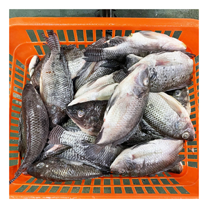 天然海鲜冷冻活罗非鱼材料淡水罗非鱼全圆鱼黑色罗非鱼供应稳定