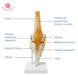İnsan diz eklem modeli FRT029 Deluxe fonksiyonel bağlar tıbbi bilim insan anatomik modeli dahil - Product Image 3