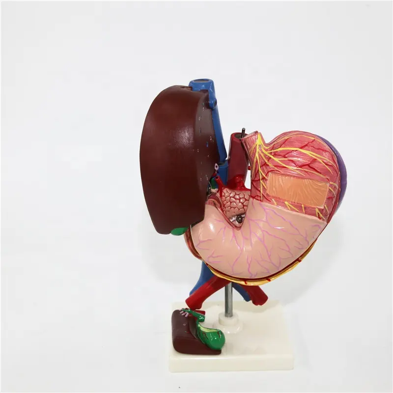 Tıbbi anatomik öğretim PVC insan organları modeli insan karaciğer pankreas duodenum modeli