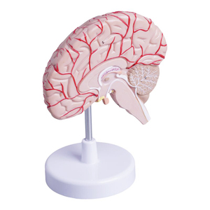 İnsan beyninin sağ yarısında beyin damarlarının ve kraniyal sinirlerin anatomik modelini öğretmek - Product Image 4
