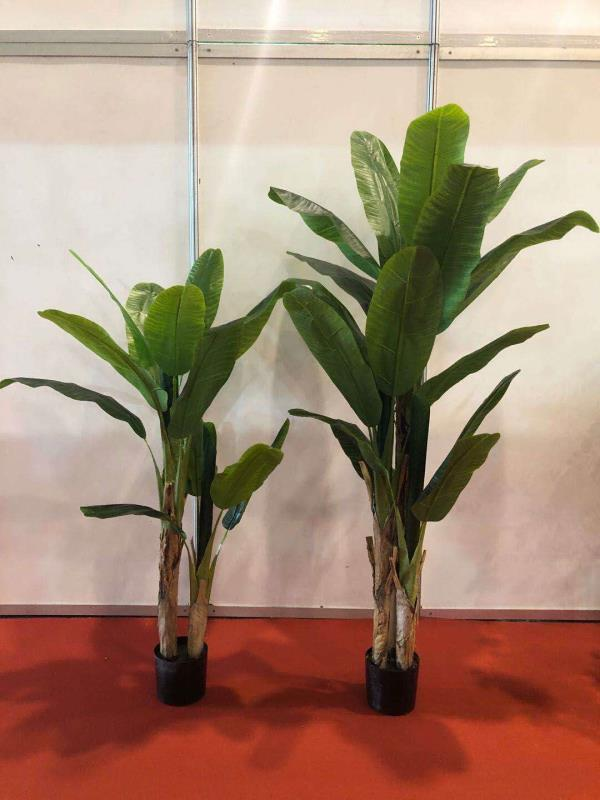 Japanese banana