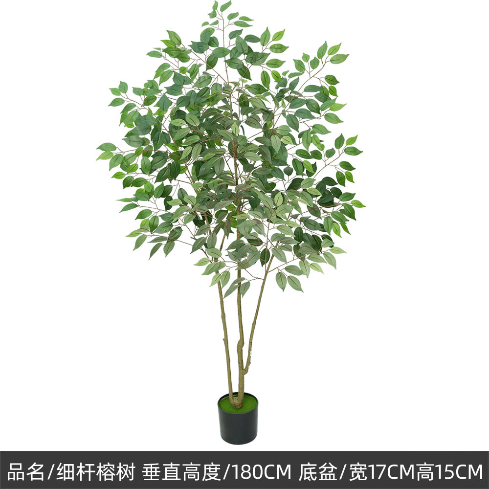 petit banian vert 180cm-trois troncs
