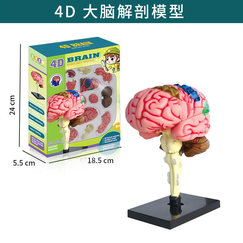 Modèle d'anatomie du cerveau 4d-boîte de couleur-txx-019