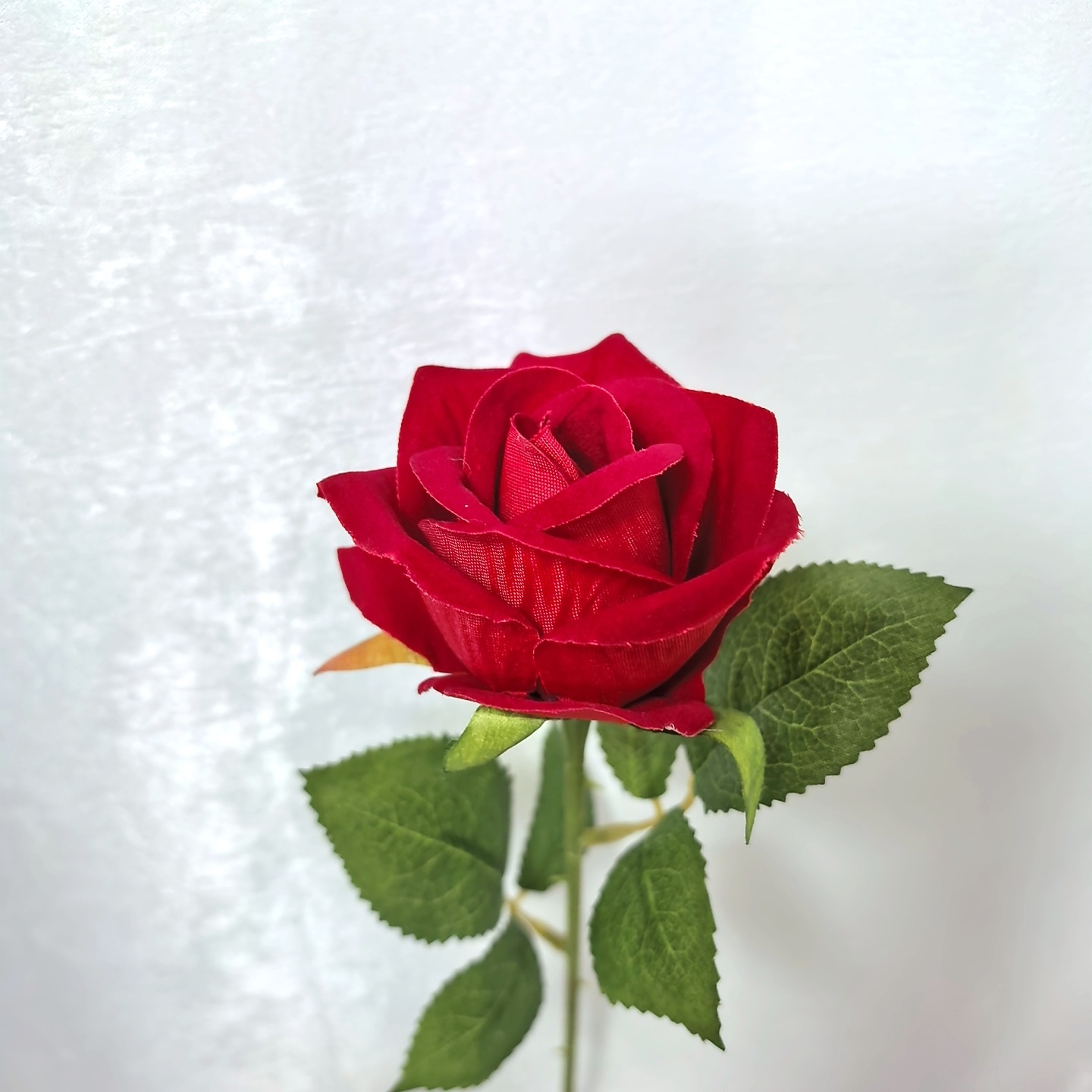 Velvet rose red (diameter 7cm)