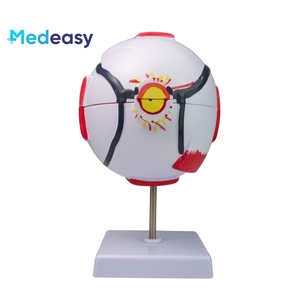 İnsan gözü modeli 6x büyütülmüş göz küresi modeli, göz yapısı ve anatomisi model beyin - Product Image 3