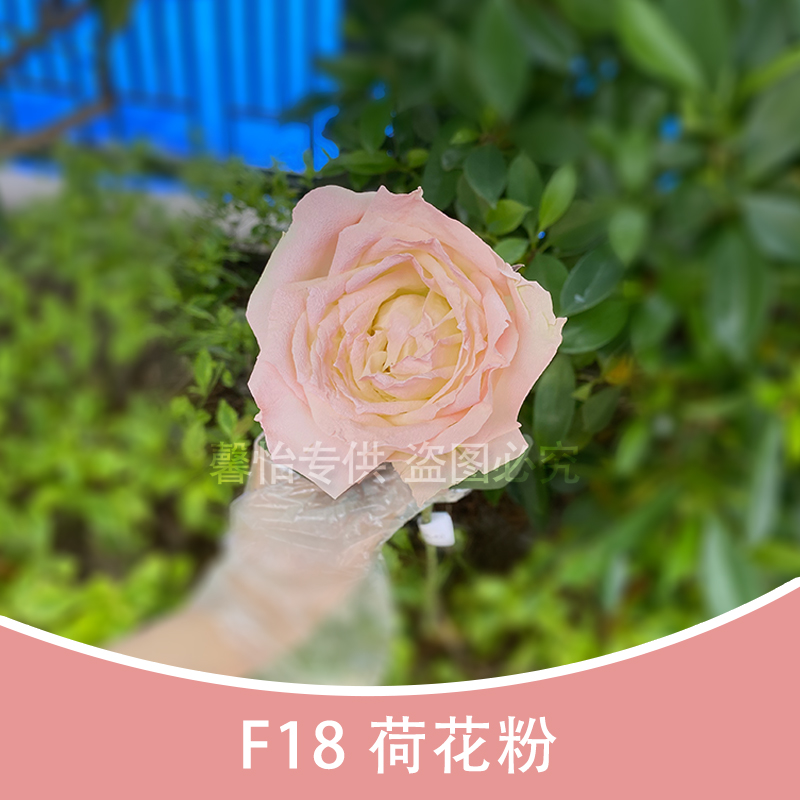 F18 Lotus pink
