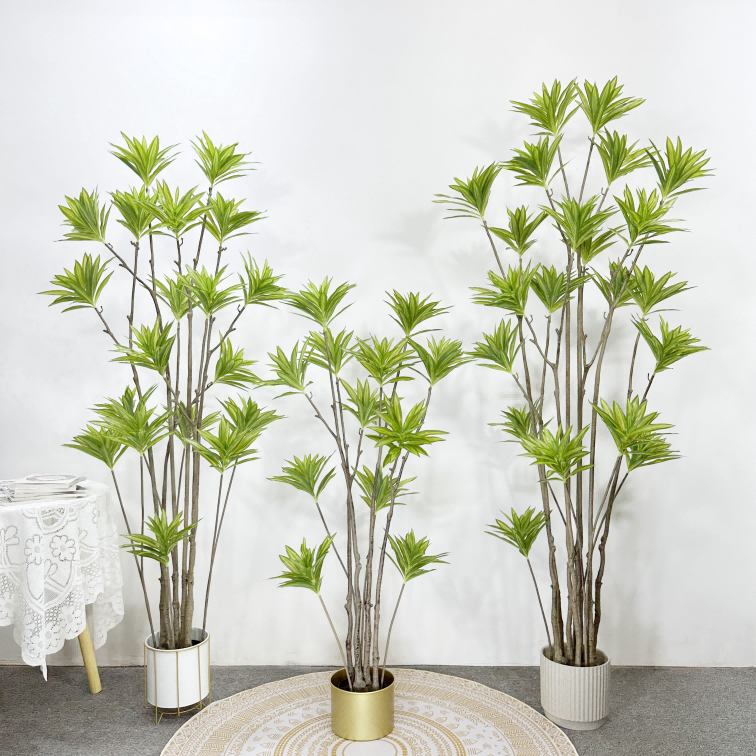 Dracaena reflexa90cm