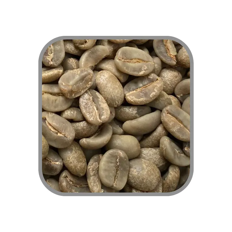 حبوب القهوة المضغوطة مصنوعة من مادة الحبوب الخضراء والعربية حبوب من المورد لتعبئة وتغليف مخصصة كيس الخيش من مصنع فيتنامي