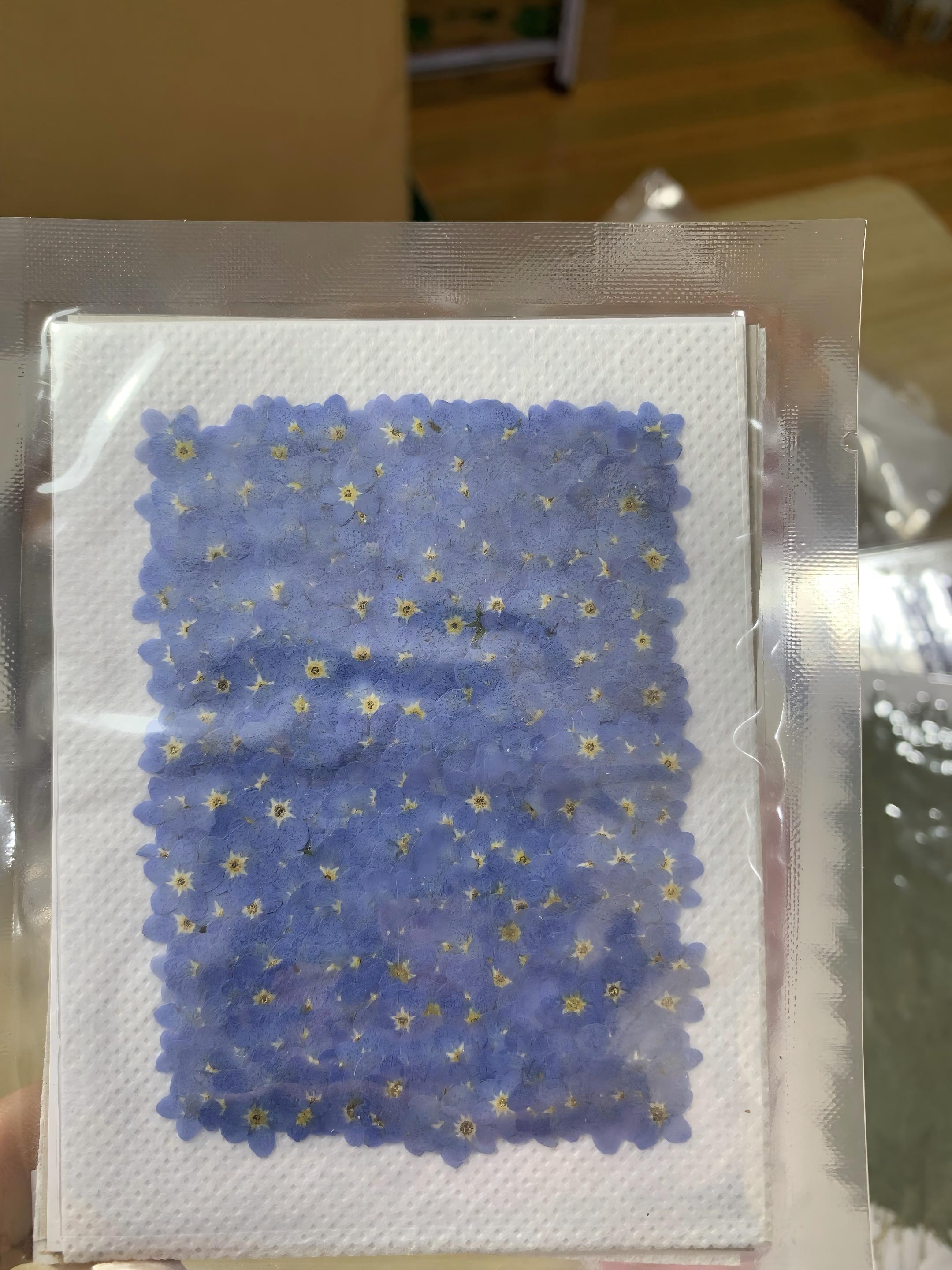 Dimentica m non Blu 100 pezzi
