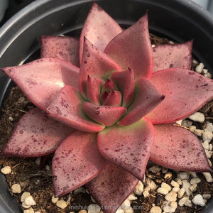 Gül etli bitkiler Echeveria kanlı Romeo kapalı bitki kreş toptan için