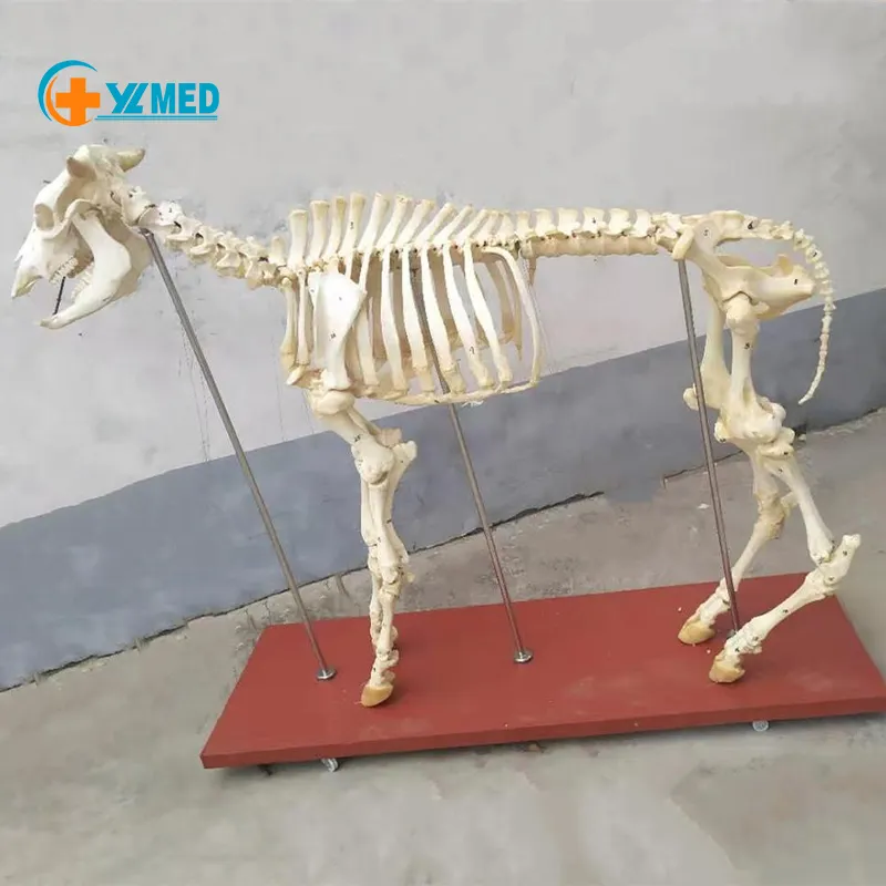 Medico educativi modello di scheletro, vivid reale ossa di animali bull/mucca scheletro