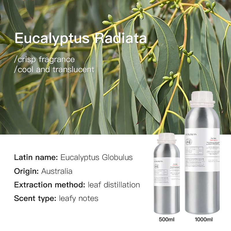 Eucalyptus (Australie)