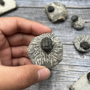 Venta al por mayor de organismos marinos naturales fósiles Marruecos Trilobita fósil para la divulgación de la ciencia - Product Image 2