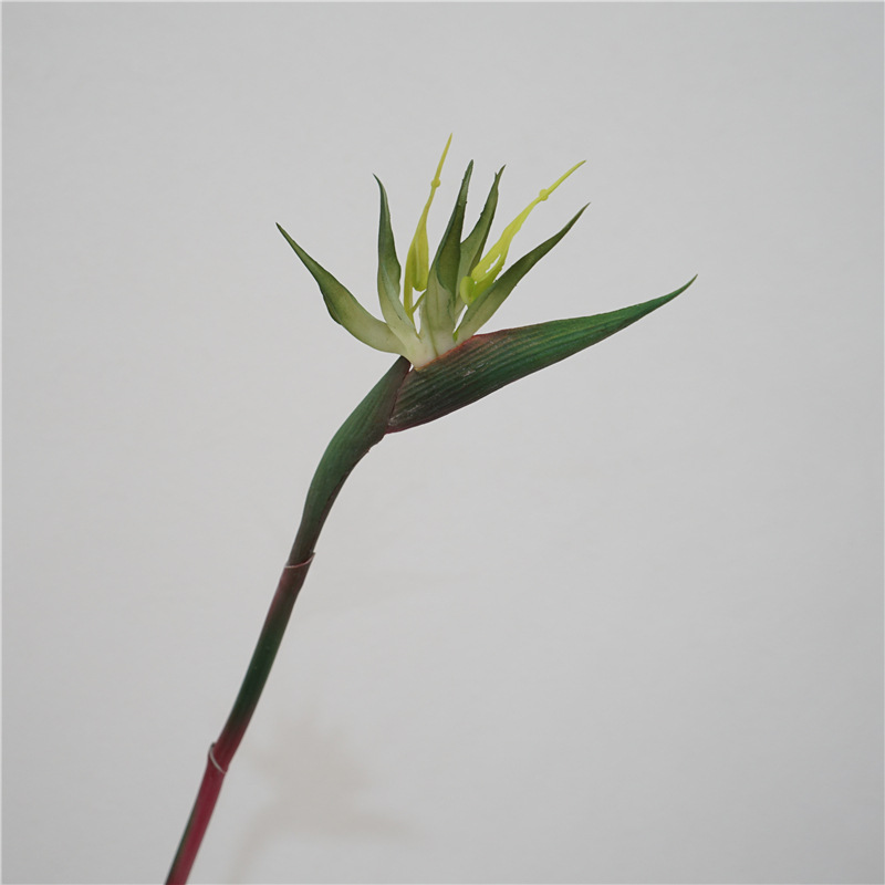 Petit oiseau de paradis-vert