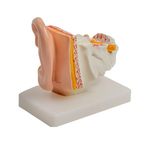 2025 yeni KRC İnsan kulak modeli anatomi-anatomik 3D kulak modeli 1.5 kez büyütülmüş gösterisi dış orta iç kulak ile teşhir tabanı - Product Image 1