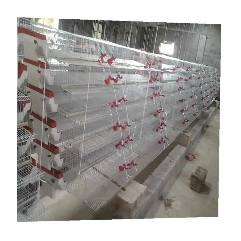 10000 Layer Automatic Quail Bird Layer Egg Cage Design For Quail Farm Profesionial in Argentina