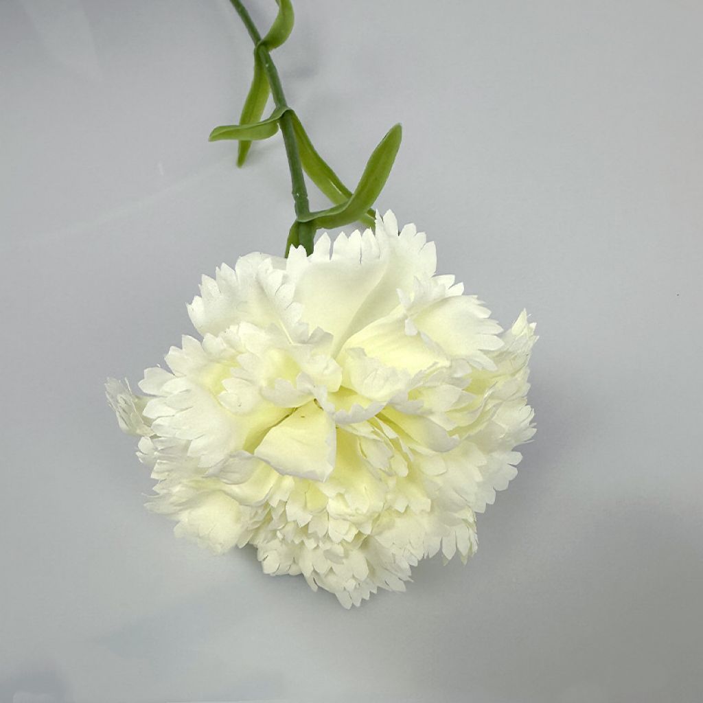 Bianco latte