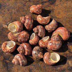 Deniz kabuğu kahverengi deniz kabukları 1.75 "-2" açılış boyutu yaklaşık. 1 "Petholatus Turbo kabukları Conch - Product Image 2