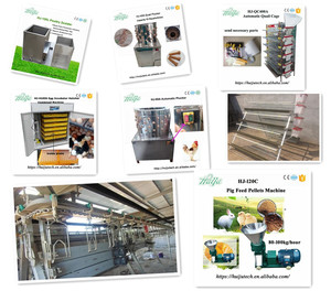 3m tavuk kesim hattı ile kanama masa metre başına 5 tavuk asılı talebe göre özelleştirilebilir HJ-LSCZ3 - Product Image 6