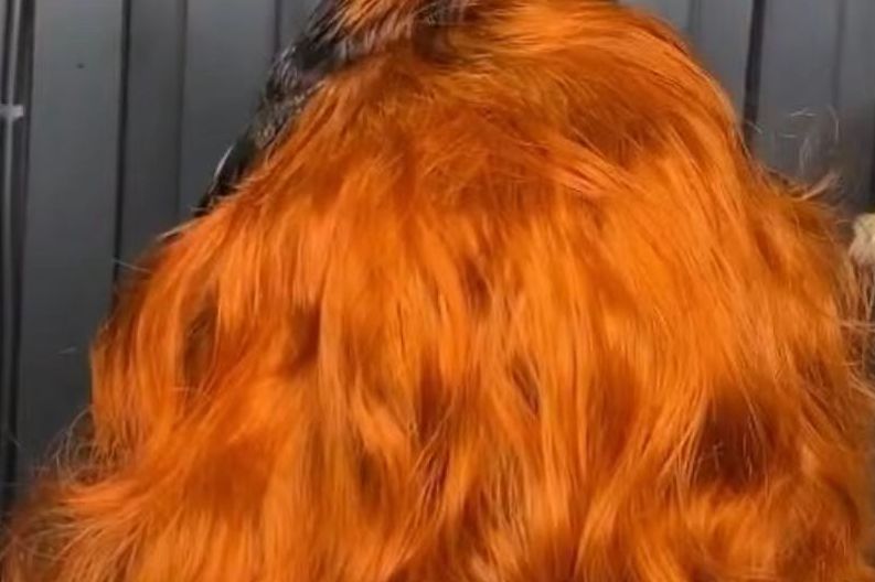 Orange2