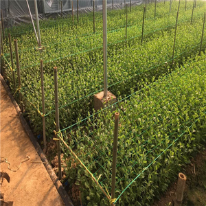 Red de enrejado PP Plantas trepadoras Red de soporte, Red de pepino - Product Image 4