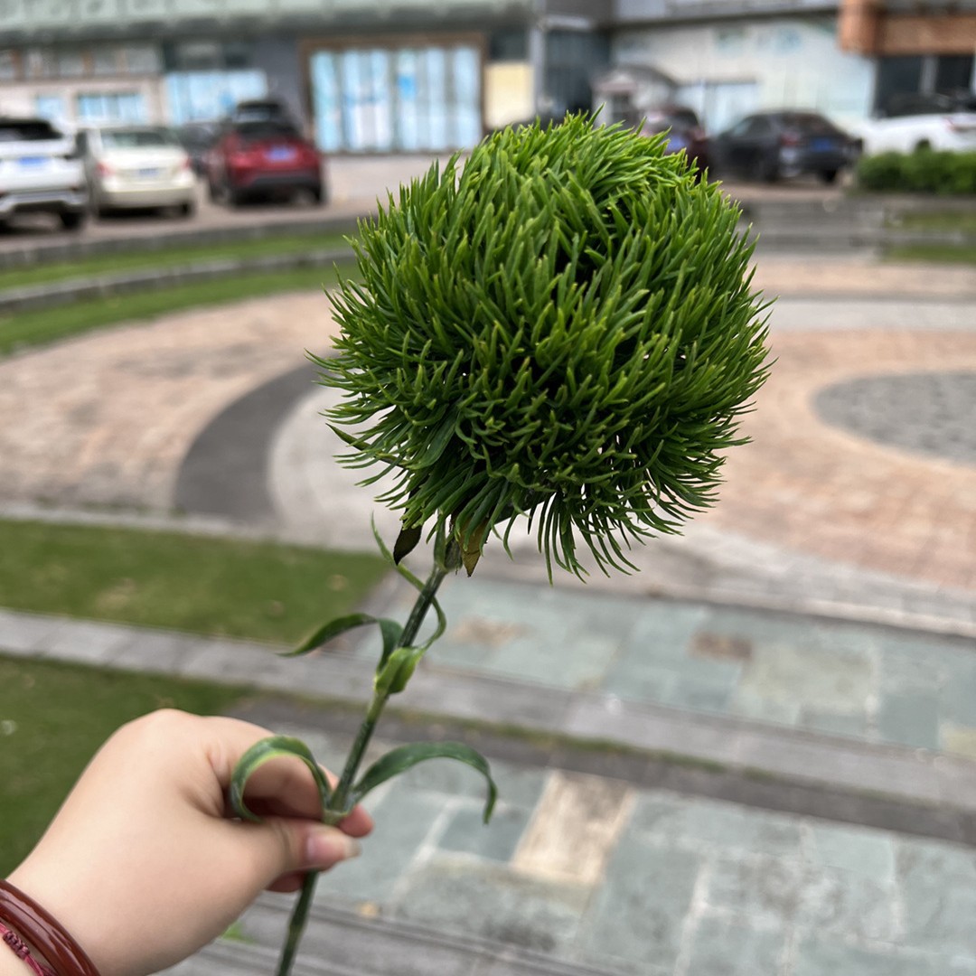 Oeillet vert-vert foncé