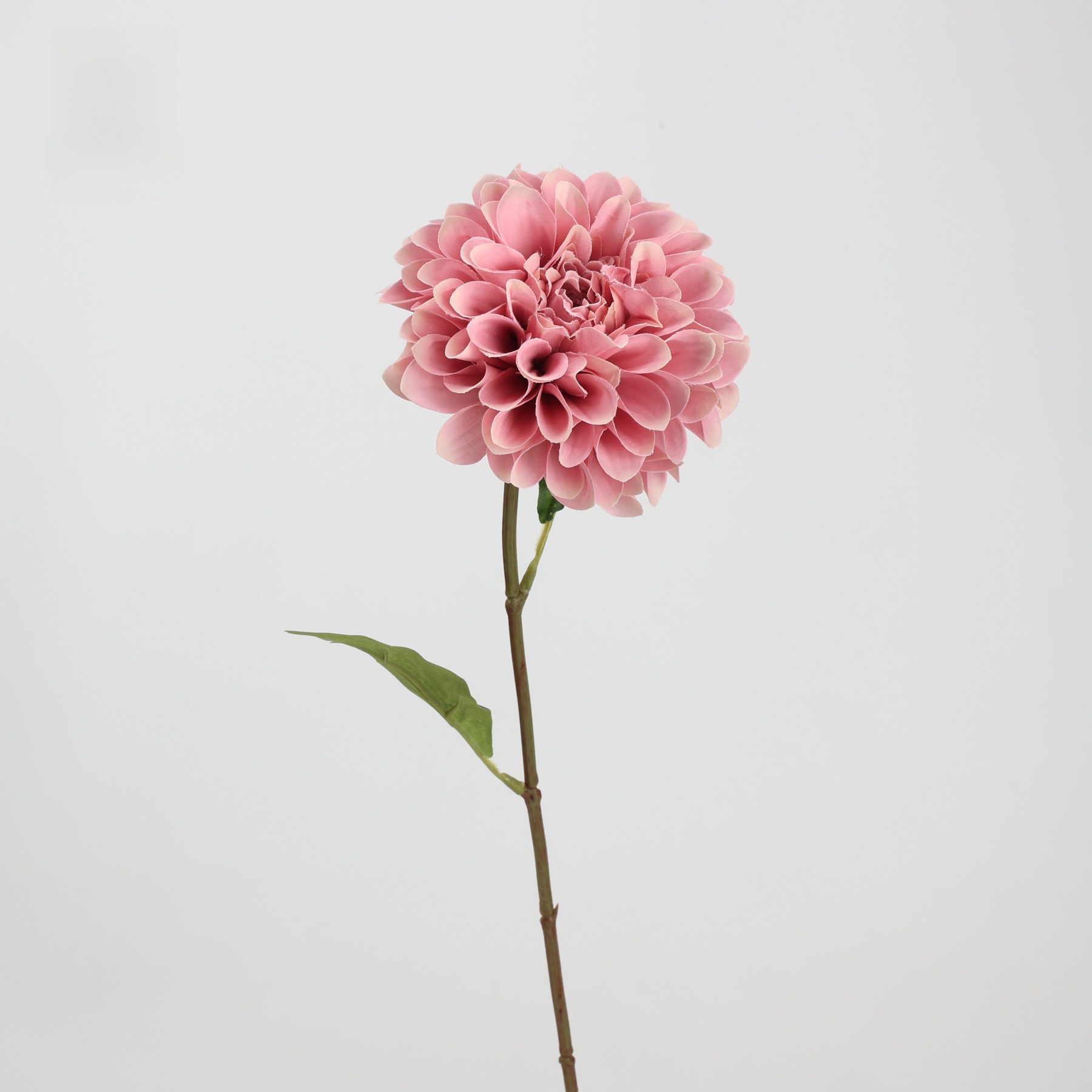 Dahlia élégant (rose foncé)