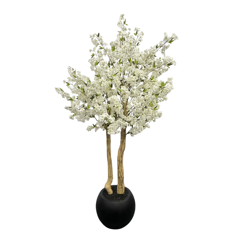 blanc