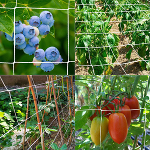 Clematis salatalık domates için güçlü destek 2x2 kafes net rulo 5x350/tırmanma tesisleri için kafes örgü - Product Image 6