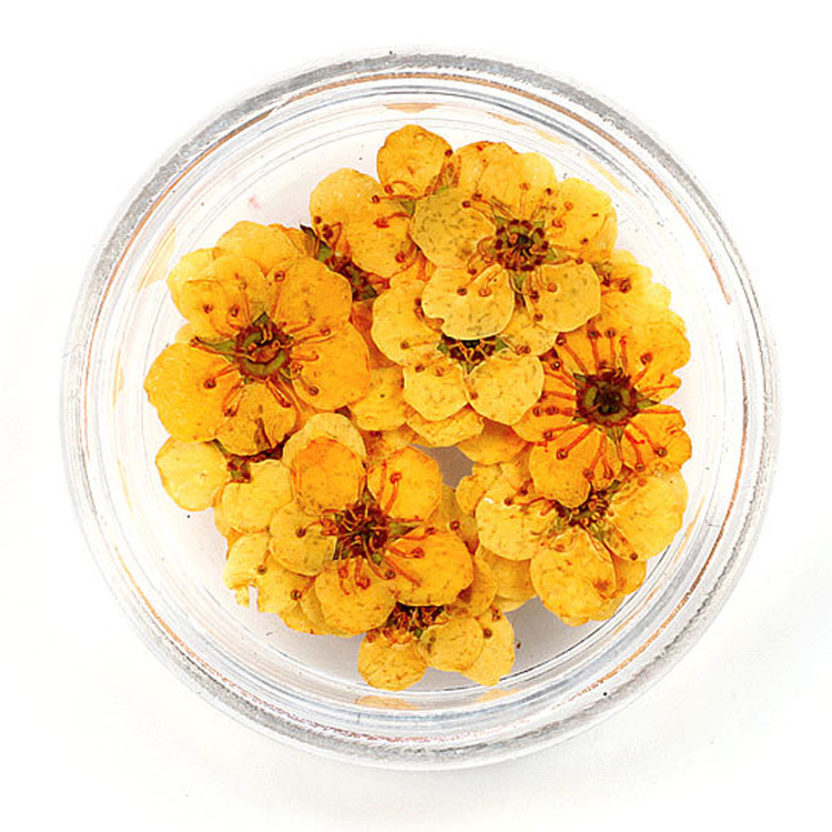 Orange 100pcs/box