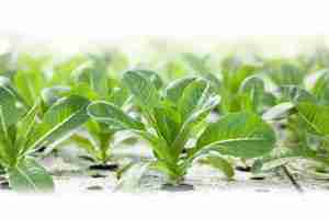 Sistema hidropônico totalmente automático do recipiente da forragem Recipiente vertical do plantio agrícola para a forragem do gado