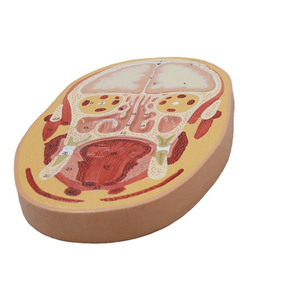 2025 nuova testa umana KRC modello di anatomia struttura del cervello umano modello del cervello per medico - Product Image 5