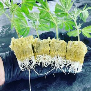 Upuper CP T36 1.5inch Cây Giống nhân bản cắm thủy canh phương tiện truyền thông Cube len phát triển đá - Product Image 6