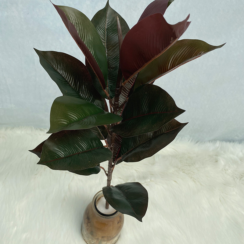 Purple rubber tree