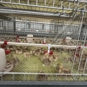 3/4層60/80鳥自動ブロイラーバッテリー鶏層ケージ1000ブロイラー鶏家禽農場用 - Product Image 1