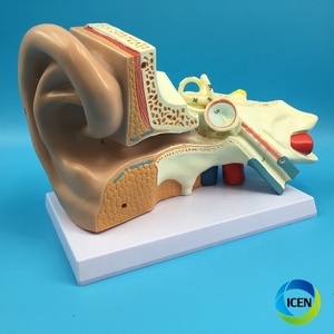 IN-M4 tıbbi bilim kaliteli insan anatomisi modeli dış orta iç kulak ile 1.5 kez insan kulağı vitrin modeli - Product Image 1
