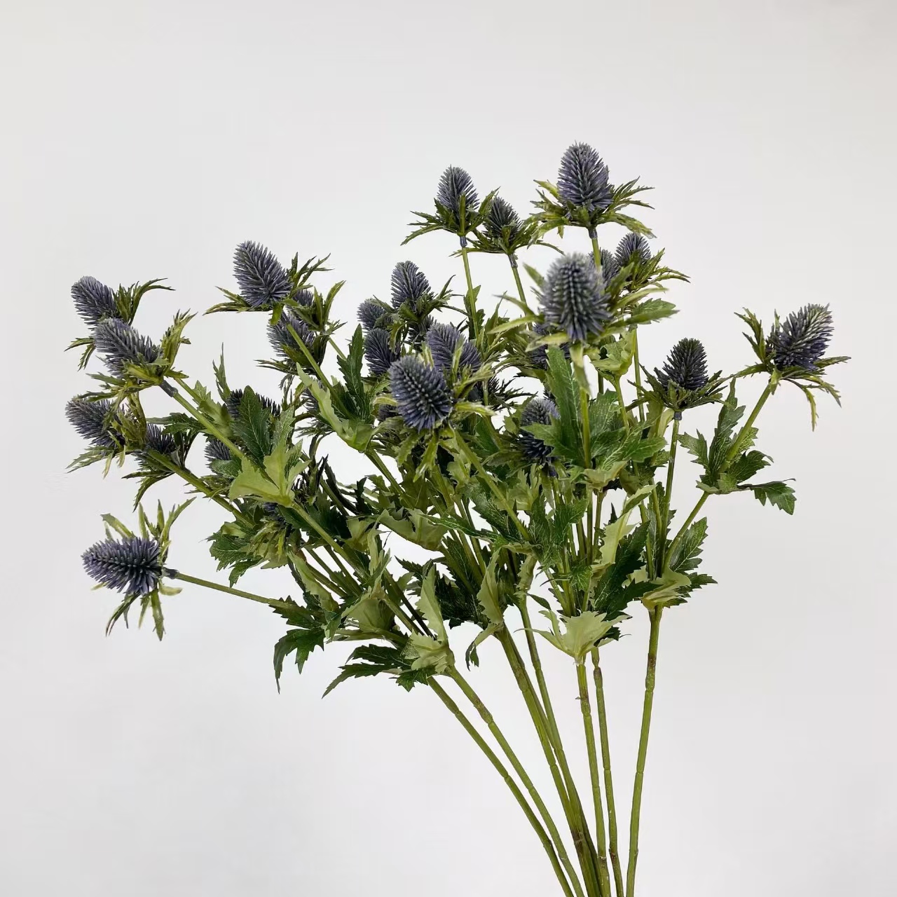 Pourpre
