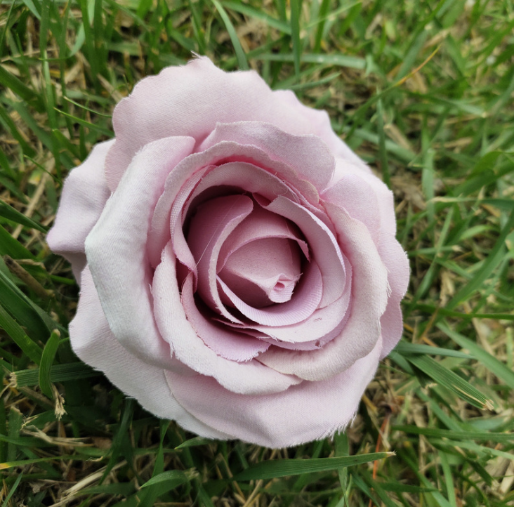 Rosa kaki