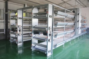 RHMC工場自動給餌カスタマイズブロイラーファームインテリジェントチキンケージファーミングチキン