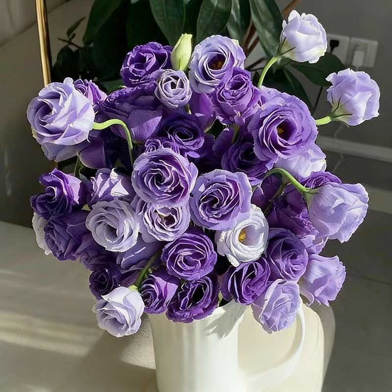 11# Deep purple